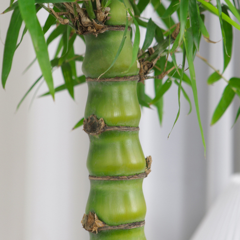 大型佛肚竹盆栽罗汉竹庭院观赏竹子阳台盆景办公室内植物客厅