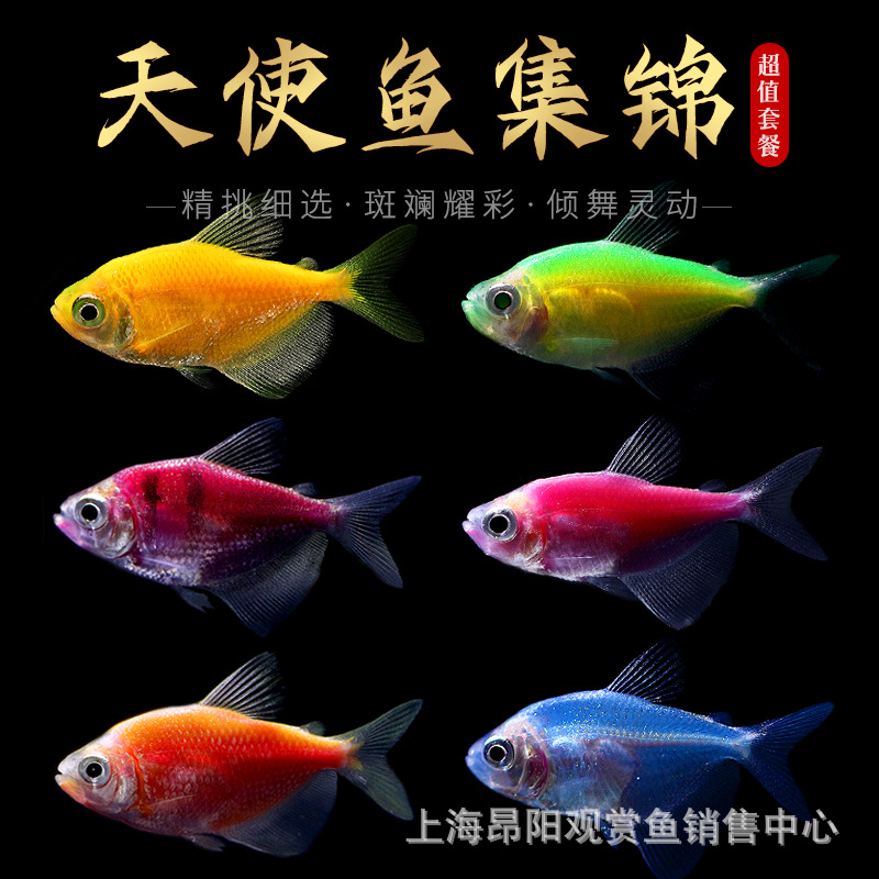 绿衣柠檬天使鱼观赏鱼活体红天使紫蓝红天使翡翠老虎天使热带鱼