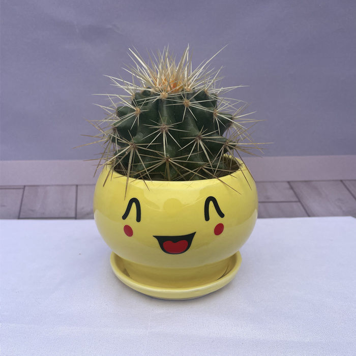 仙人球盆栽 多肉植物 室内仙人球带字陶瓷盆办公室好养组合小盆景