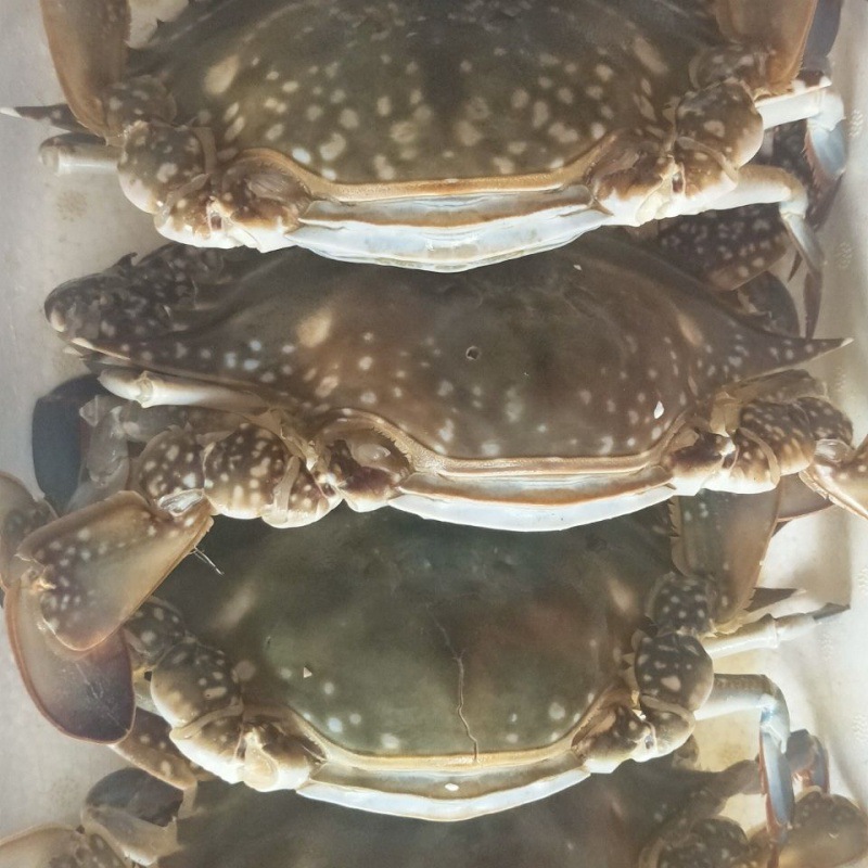 大东港梭子蟹三斤每箱 海捕梭子蟹螃蟹能蒸能煮 螃蟹航空包邮批发