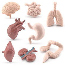 儿童蒙氏语言蒙特梭利教具仿真人体器官大脑心脏胃肠肺肝脏肾模型