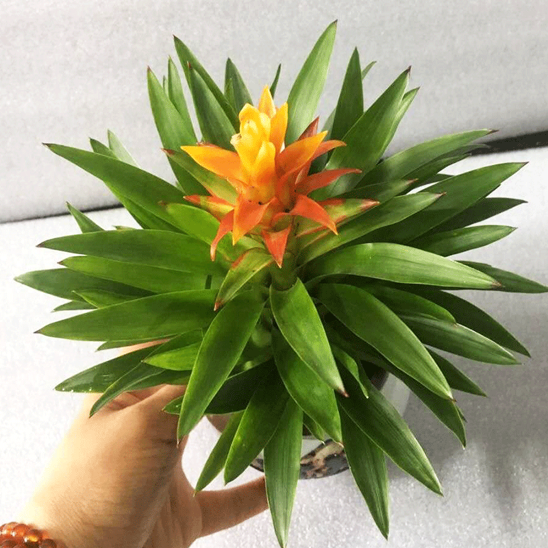 批发电脑宝贝盆景室内绿色植物红花卉盆栽绿植凤梨铁兰花