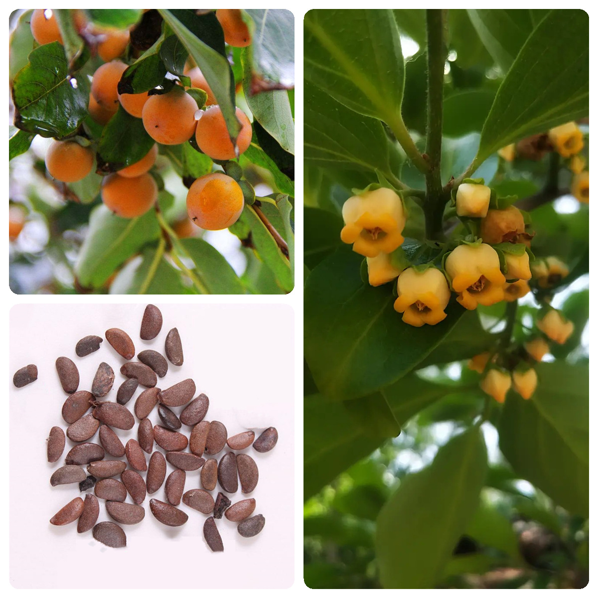 软枣种子黑枣种子君迁子种子野柿子软枣种子嫁接柿子苗木砧木