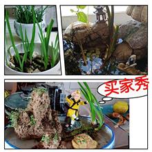 龙根菖蒲草盆栽易养活室内外水培植物养鱼缸龟景观绿植办公室盆景