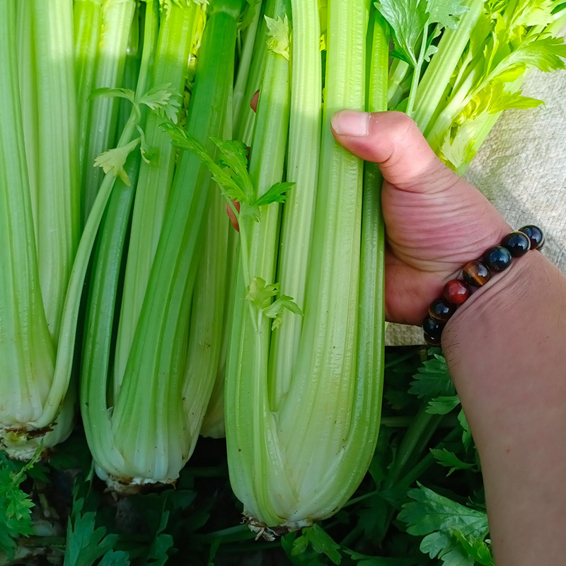 常丰美国西芹(文图拉)种子大棵纤维少西芹种籽大叶片芹菜籽批发