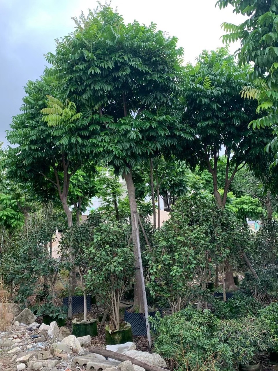 0成交0棵广东仁面子树 行道树 庭院树 人面子树苗广东绿化市政工程