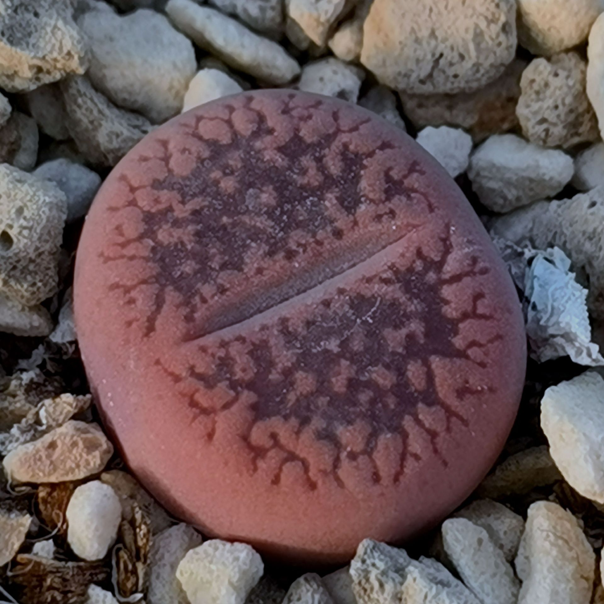 【大棚小额批发】球形多肉植物生石花红日轮red selection三年株