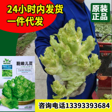 脆嫩儿菜种子四川儿菜芥菜种四季菜种娃娃菜蔬菜抱儿菜孑厂家批发