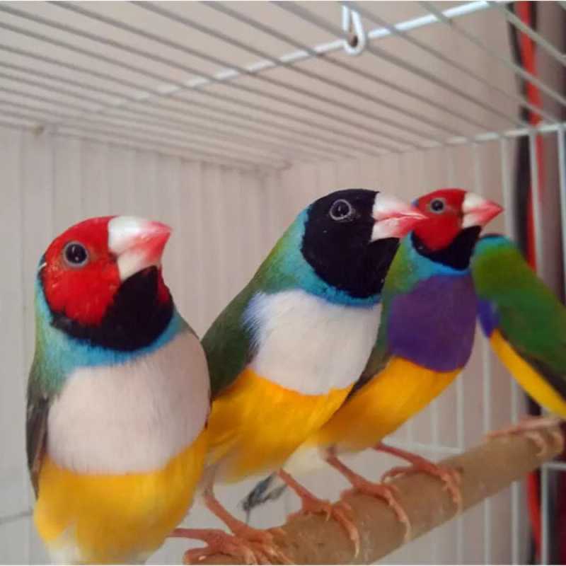 七彩文鸟宠物鸟五彩鸟手玩鸟观赏小鸟普彩金背蓝背七彩鸟活物