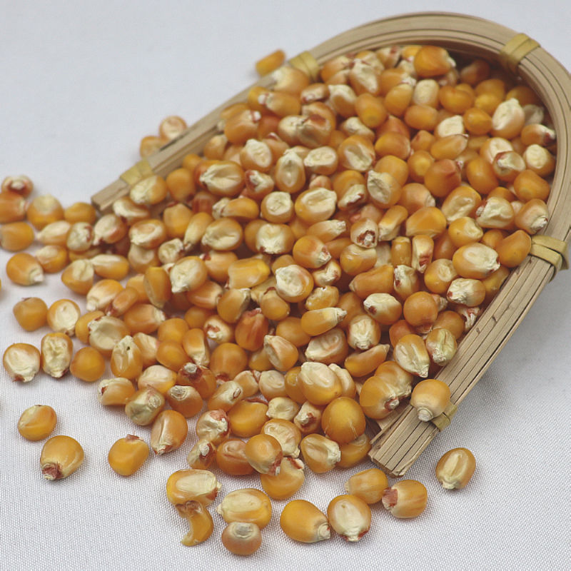玉米粒干玉米籽鸡鸭鸟家禽饲料鸽粮玉米小粒打窝鱼饵酿酒粮食包邮