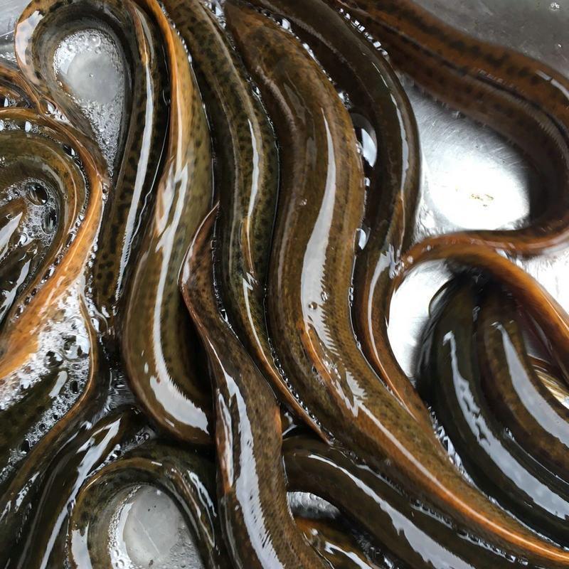 泥鳅【渔已以鱼】微山湖活体食用现杀小青鳅圆鳅扁身