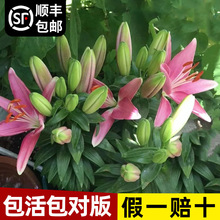 香水百合种球盆栽进口重瓣百合大种球室内四季开郁金香带花苞花卉