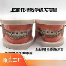 牙齿模型牙科正畸带托槽假牙模型 医患沟通教学模型 矫正练习托槽