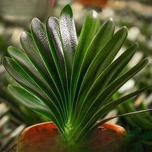 长春精品名贵宽叶麻脸君子兰大小苗和尚圆头油匠麻脸