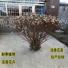 结香花苗 结香大小苗浓香树苗庭院花卉植物盆栽喜花打结花梦冬花