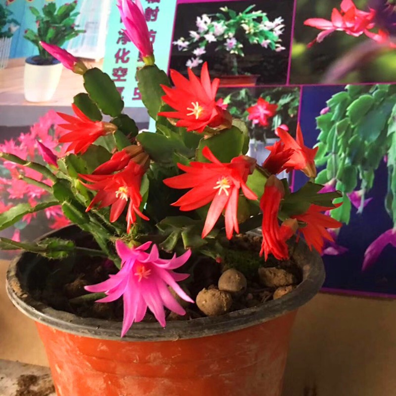 跑江湖天子兰苗圃摆展会地摊名花新品天子兰名花精品天子兰 蟹爪