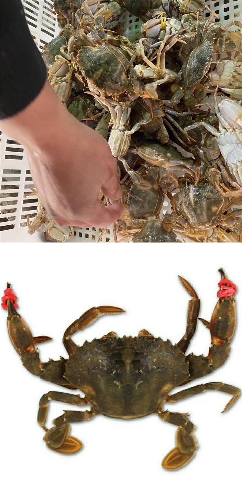 鲜活发货石头蟹大花盖蟹野生石闸蟹海蟹新鲜母蟹大青蟹赤甲红螃蟹