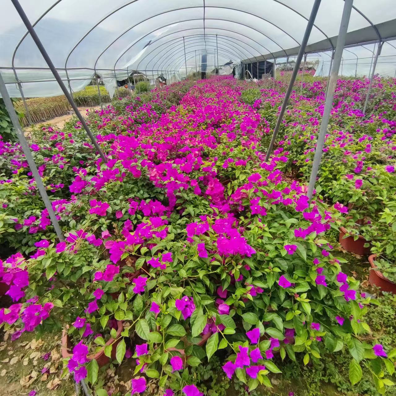 【紫花三角梅】盆苗批发 云南紫簕杜鹃漳州基地直供 勒杜鹃报价