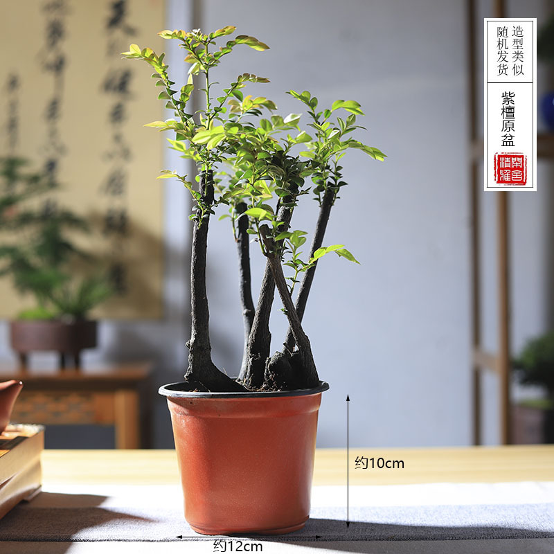 小叶紫檀黑骨茶老桩四季常绿紫砂盆景书房茶几风室内盆栽摆件批发