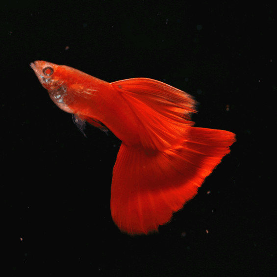 【极品血红】血红孔雀鱼精品血红大背全红白子台湾美国全红活体