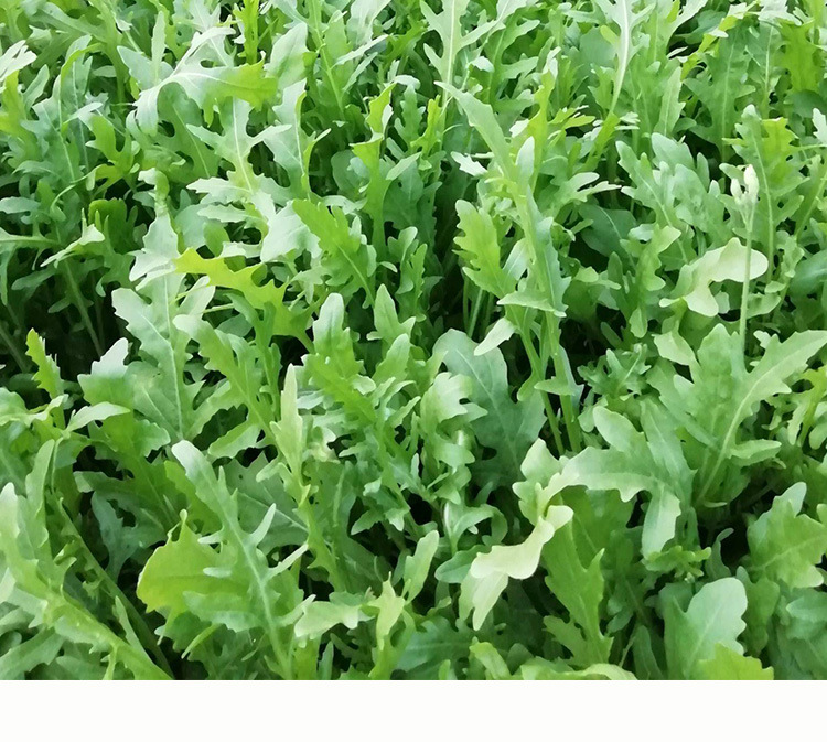 臭菜种子 农田菜园可盆栽鲜嫩香味浓口口香芝麻菜蔬菜种子