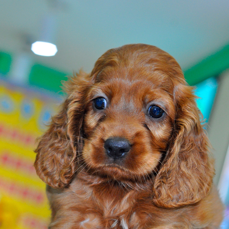 可卡犬幼犬活体宠物狗英国可卡双色美国可卡犬