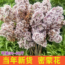 野生密蒙花250g染饭花纯植物黄饭花染料广西特产明目护眼茶蜜蒙花