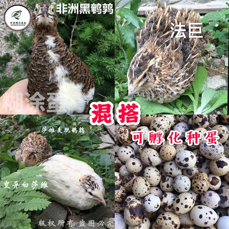 莎维麦脱鹌鹑受精蛋法巨非洲黑鹌鹑种蛋肉鹌鹑巨型鹌鹑受精蛋包邮