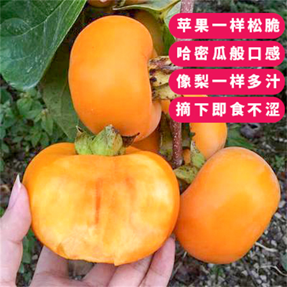 柿子树苗果苗脆甜庭院果树火晶柿子阳丰日本太秋巧克力南北方可种