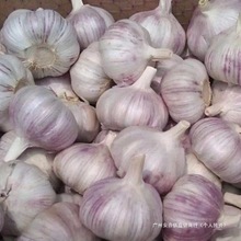 蒜蔬菜新斤新干紫白皮250g大蒜农家整箱今年5大蒜头大蒜头当季起