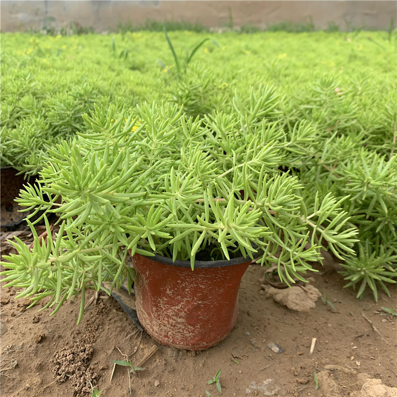 金叶佛甲草小杯苗景观植物草坪 耐寒耐旱不怕热的宿根草花黄金草