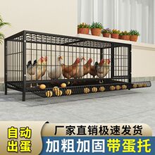 鸭笼鸡笼子家用加粗大号养殖折叠鹅狗笼自动滚蛋鸡笼厂家直发厂家