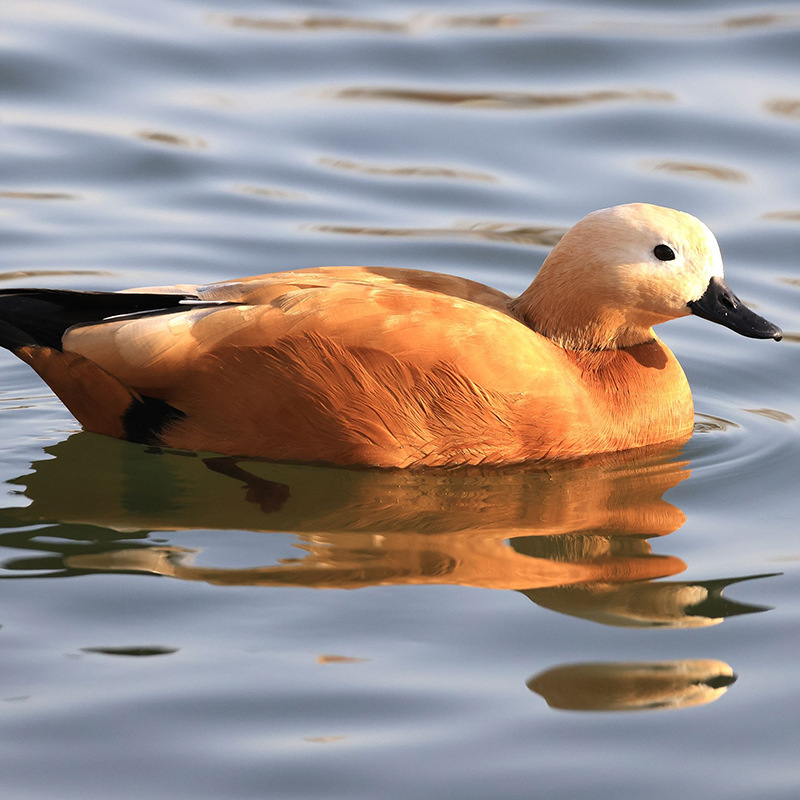 现在成年的赤麻鸭多少钱一对赤麻鸭和斑头雁怎么区分 赤麻鸭养殖
