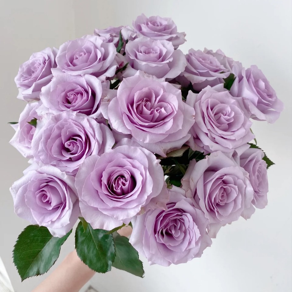 顺丰冷链 a级海洋之歌玫瑰浅紫色玫瑰花鲜花批发云南昆明直发