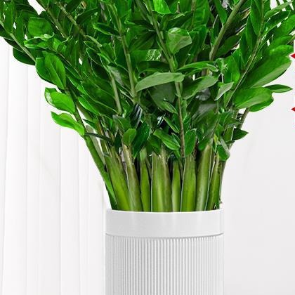 金钱树客厅大花盆栽大型绿植室内好养活新房乔迁搬家1米落地植物