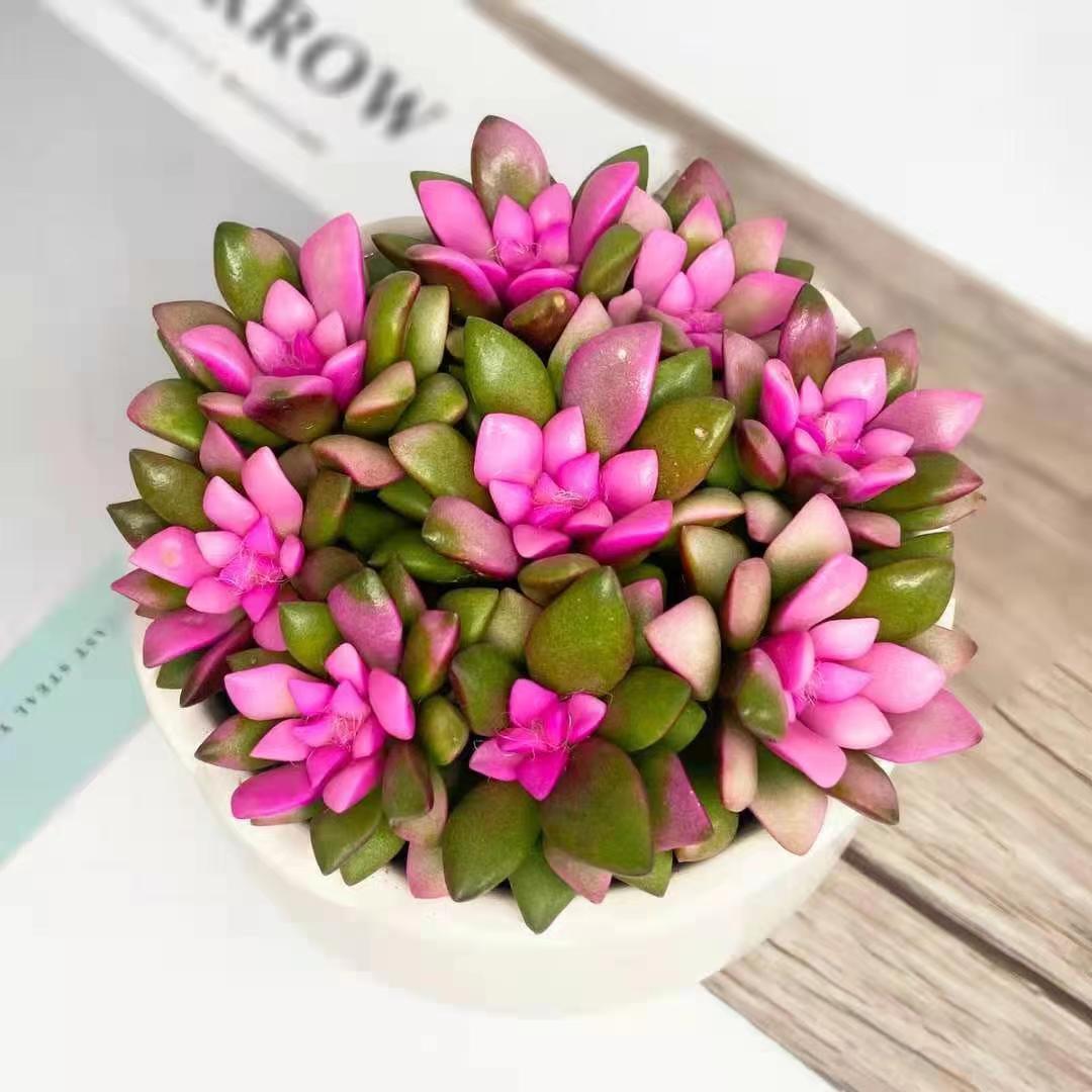 吹雪之松锦多肉绿植物开花稀有品种贵货室内桌面好养活精品小盆栽