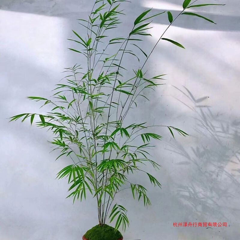 台湾内门竹盆景室内禅意好养客厅绿植书房桌面其他