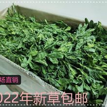 22年新烘干紫花苜蓿草兔子荷兰猪豚鼠龙猫幼兔干草牧草兔粮包邮