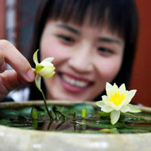 四季开花迷你小睡莲带芽根块碗莲微型荷花苗莲花盆栽水生水培植物