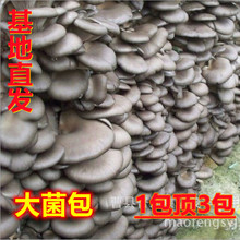 厂家批发 蘑菇菌包 大菌包 蘑菇菌种 蘑菇种植包 菌棒 平菇菌包