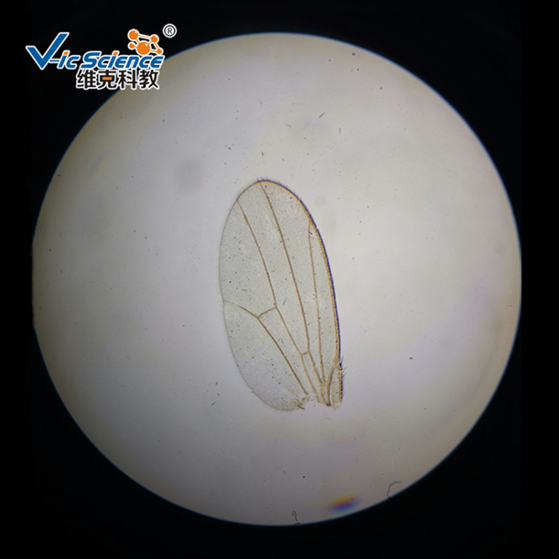 维克科教 果蝇翅装片 高等教育使用教学切片 动物玻片标本