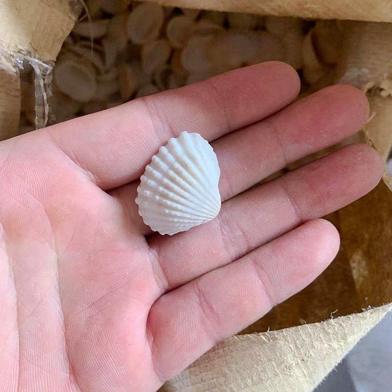 雪蛤贝小白贝壳天然海螺鱼缸造景幼儿园手工diy打孔漂流瓶装饰