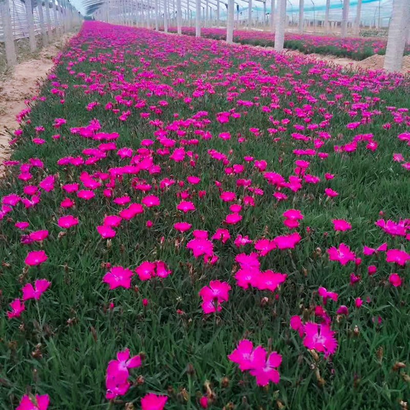 欧石竹初吻花种籽子五彩石竹种子盆栽美国常夏石竹欧石竹盆栽草坪