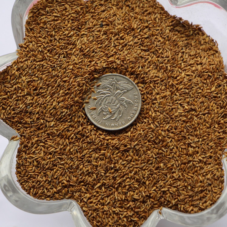 基地批发草坪种子 结缕草种子 结缕草 高尔夫球场用量大优惠