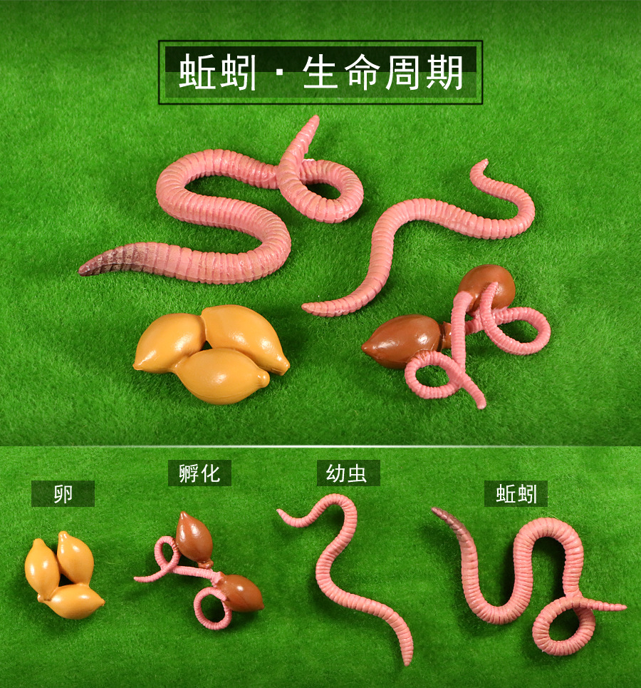 儿童早教仿真海洋动物玩具蚯蚓鳄鱼蜈蚣蜜蜂昆虫模型场景装饰摆件