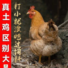 真农家散养老母鸡土鸡柴鸡笨鸡走地鸡月子鸡山林黄油老母鸡冷冻发