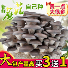 蘑菇种植包家种蘑菇黑平菇菌包新鲜菌棒盆栽食用菌香菇趣味阳台昕