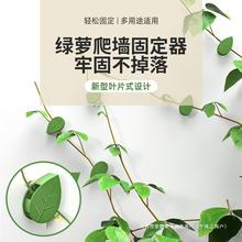 绿萝固定器绿植爬墙神器墙面绿箩固定花的卡扣