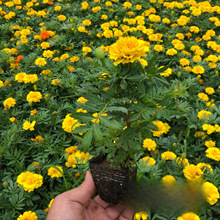 基地批发孔雀草小杯苗双色杯苗 草花色块  绿化草花 地被植物