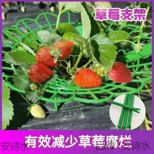 草莓种植架草莓支架子草莓苗太阳花架盆栽草莓神器防腐烂果实支撑